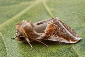 Attēlu rezultāti vaicājumam “Habrosyne pyritoides”