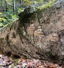 Attēlu rezultāti vaicājumam “Fomes fomentarius”