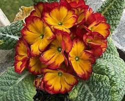 Attēlu rezultāti vaicājumam “Primula”