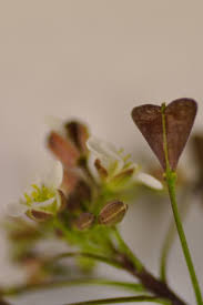 Attēlu rezultāti vaicājumam “Capsella bursa-pastoris bud”