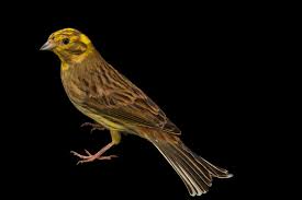 Attēlu rezultāti vaicājumam “Emberiza citrinella male”