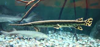 Image result for Lepisosteus osseus