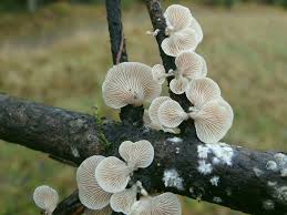 Attēlu rezultāti vaicājumam “Crepidotus applanatus”