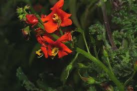 Image result for Alonsoa liniflora