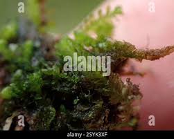 Attēlu rezultāti vaicājumam “Trilophozia quinquedentata”