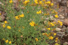 Attēlu rezultāti vaicājumam “Hypericum perforatum bud”