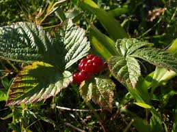 Attēlu rezultāti vaicājumam “Rubus saxatilis”