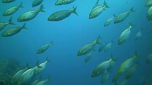 Image result for Sarpa salpa