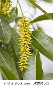 Attēlu rezultāti vaicājumam “Salix pentandra”