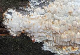 Attēlu rezultāti vaicājumam “Skeletocutis odora”