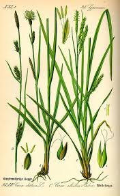 Attēlu rezultāti vaicājumam “Carex sylvatica flower”