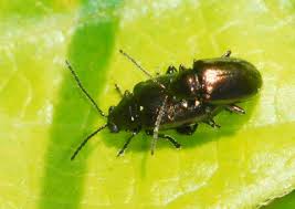 Attēlu rezultāti vaicājumam “Altica sp.”