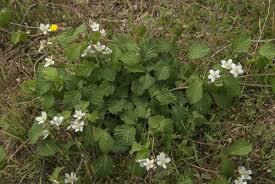 Attēlu rezultāti vaicājumam “Rubus caesius”
