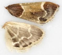 Attēlu rezultāti vaicājumam “Pyralis farinalis”