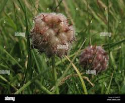 Attēlu rezultāti vaicājumam “Trifolium fragiferum fruit”