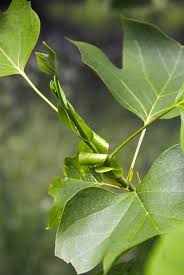 Attēlu rezultāti vaicājumam “Liriodendron tulipifera bud”