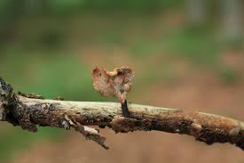 Attēlu rezultāti vaicājumam “Polyporus varius”