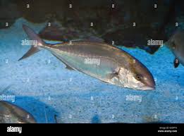 Image result for Seriola dumerili