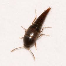 Attēlu rezultāti vaicājumam “Sepedophilus sp.”