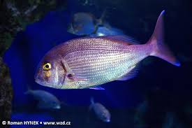 Image result for Pagrus pagrus