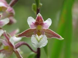 Attēlu rezultāti vaicājumam “Epipactis palustris flower”