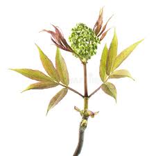 Attēlu rezultāti vaicājumam “Sambucus racemosa leaf”