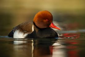 Image result for Netta rufina