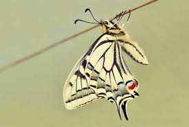 Attēlu rezultāti vaicājumam “Papilio machaon”