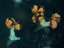 Attēlu rezultāti vaicājumam “Physarum bivalve spores”