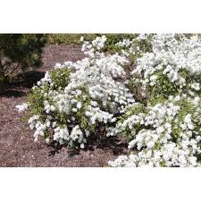 Attēlu rezultāti vaicājumam “Amelanchier spicata”