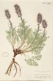 Attēlu rezultāti vaicājumam “Boraginaceae”