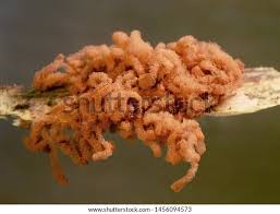 Attēlu rezultāti vaicājumam “Arcyria affinis stalked”