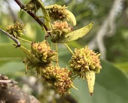 Attēlu rezultāti vaicājumam “Fraxinus pennsylvanica female flower”