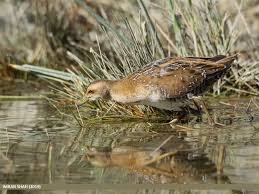 Image result for Porzana pusilla