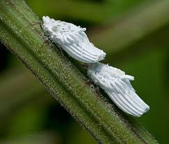 Attēlu rezultāti vaicājumam “Orthezia urticae”