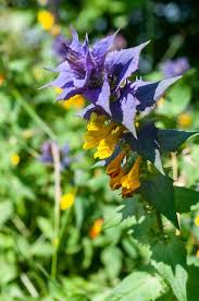 Attēlu rezultāti vaicājumam “Melampyrum nemorosum”