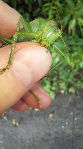 Attēlu rezultāti vaicājumam “Tettigonia viridissima”