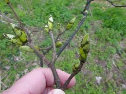 Attēlu rezultāti vaicājumam “Drepanosiphum platanoidis exuvia”