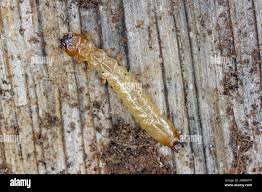 Attēlu rezultāti vaicājumam “Schizotus pectinicornis larva”