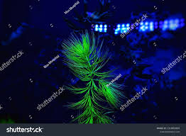 Attēlu rezultāti vaicājumam “Ceratophyllum submersum leaf”