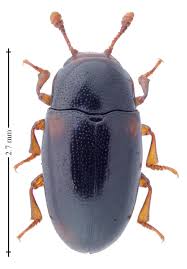 Attēlu rezultāti vaicājumam “Dacne bipustulata”