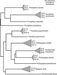 Attēlu rezultāti vaicājumam “Prociphilus xylostei”