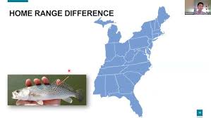 Image result for Cynoscion nebulosus