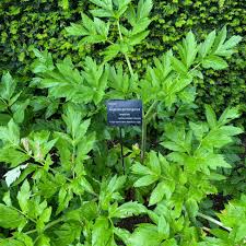 Image result for Angelica archangelica