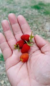 Attēlu rezultāti vaicājumam “Fragaria viridis fruit”