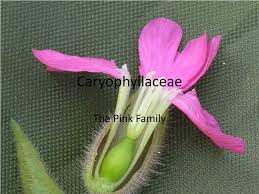 Attēlu rezultāti vaicājumam “Caryophyllaceae”