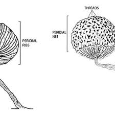 Attēlu rezultāti vaicājumam “Cribraria ferruginea”