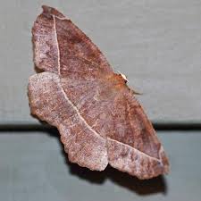 Attēlu rezultāti vaicājumam “Geometridae”