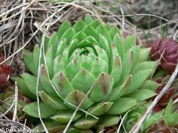 Attēlu rezultāti vaicājumam “Jovibarba globifera bud”