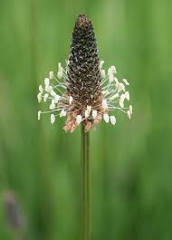 Attēlu rezultāti vaicājumam “Plantago lanceolata fruit”